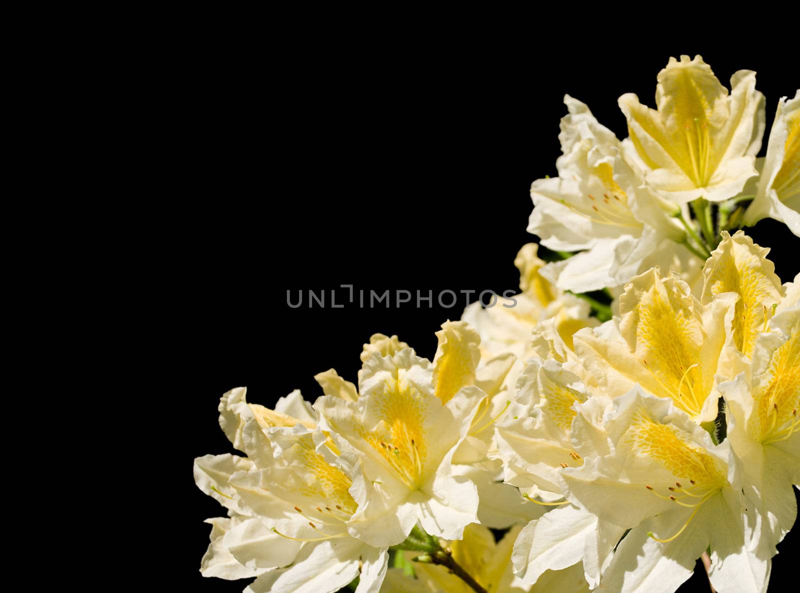 flowers of rhododendron, isolated on black