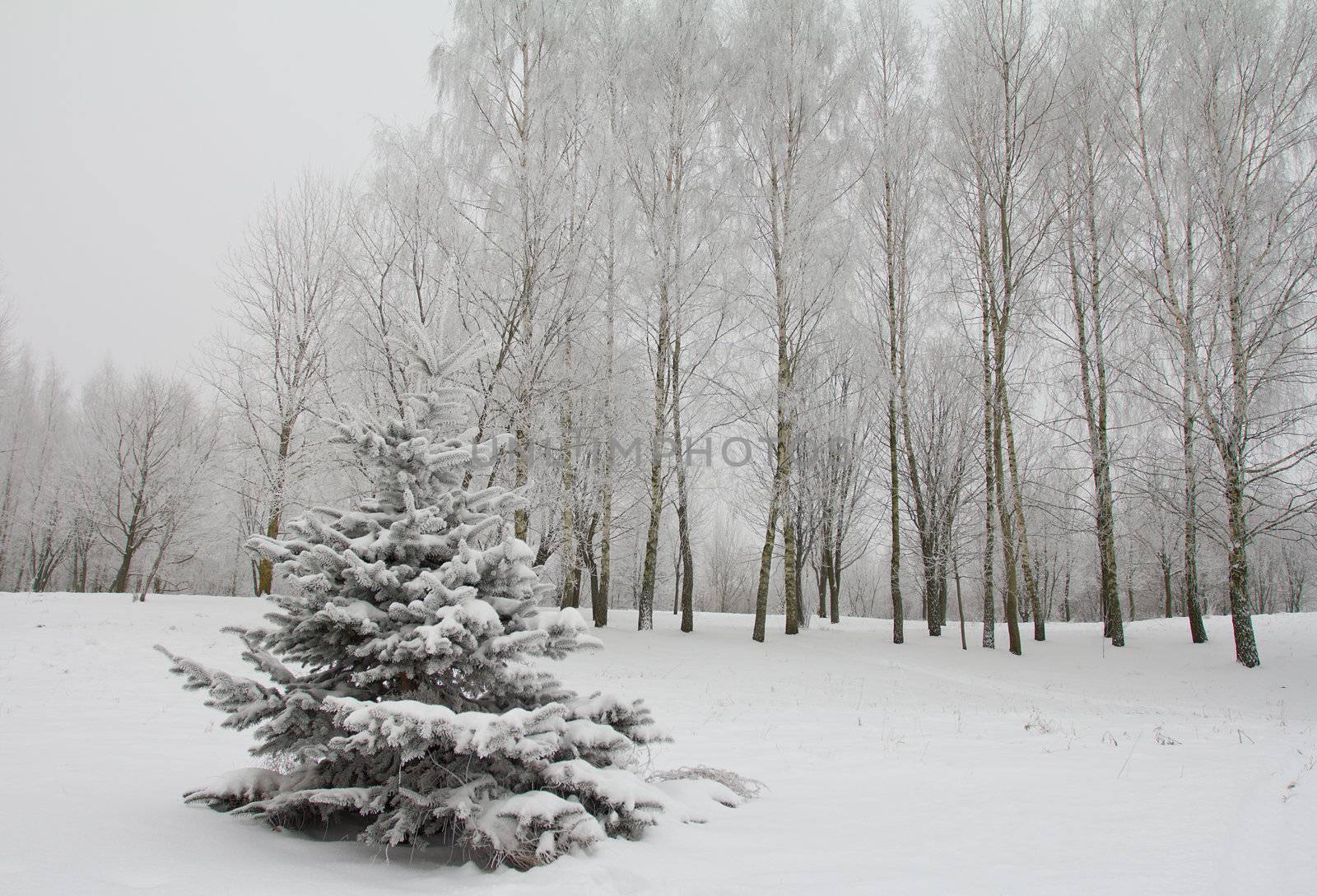 small fir tree covered with snow