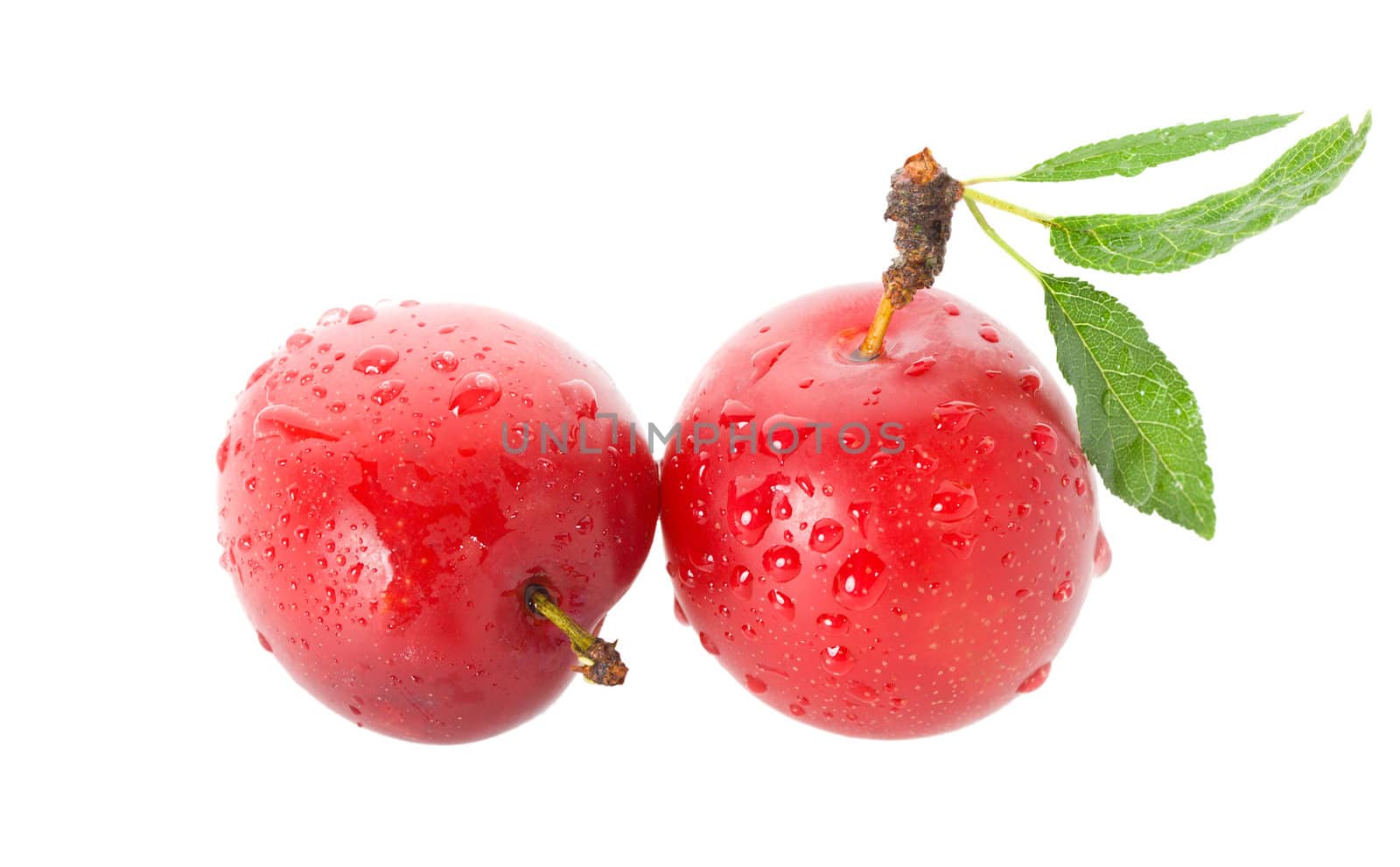 wet ripe plums, isolated on white