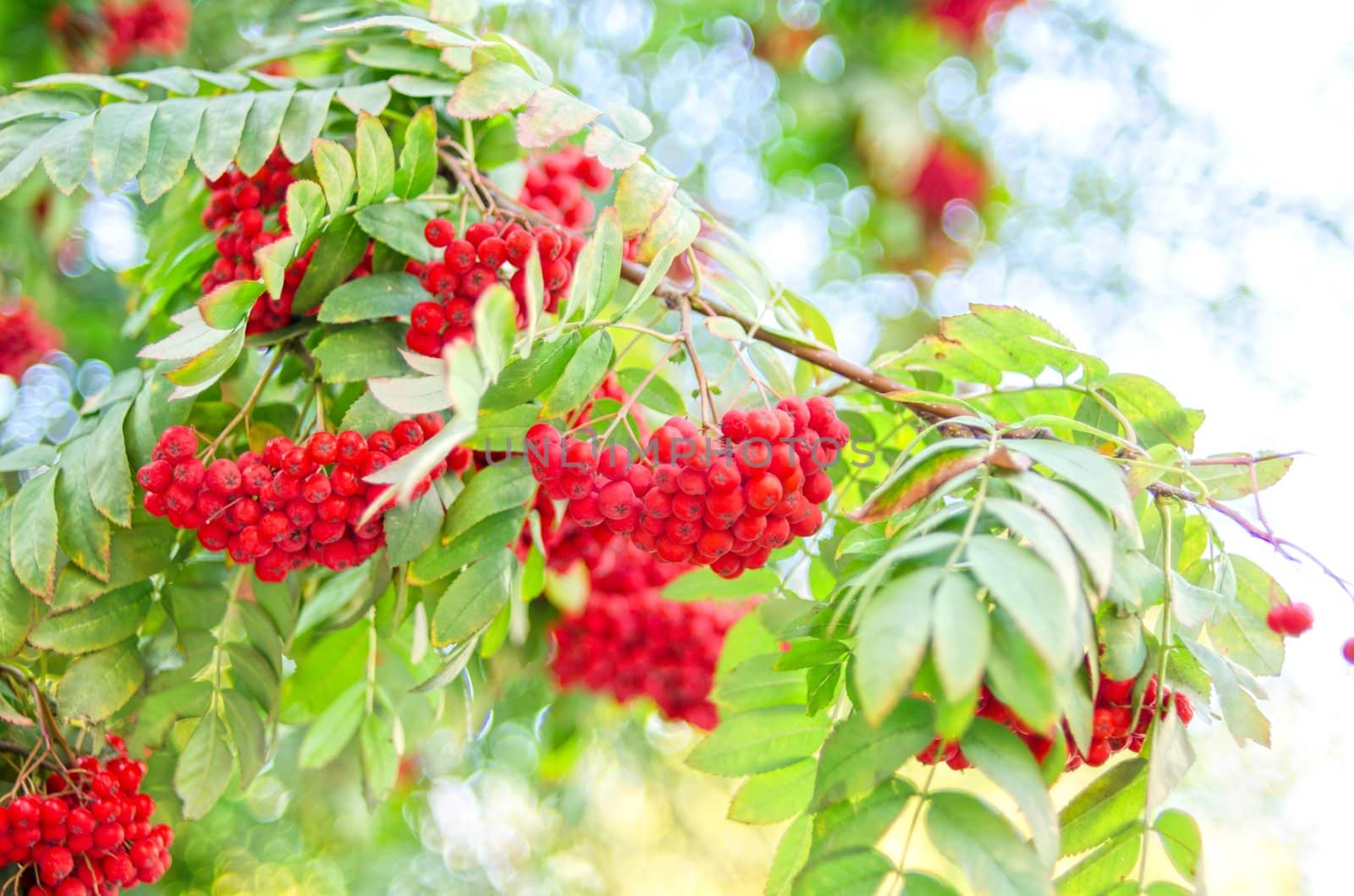 Bright rowan berries with leafs on a tree