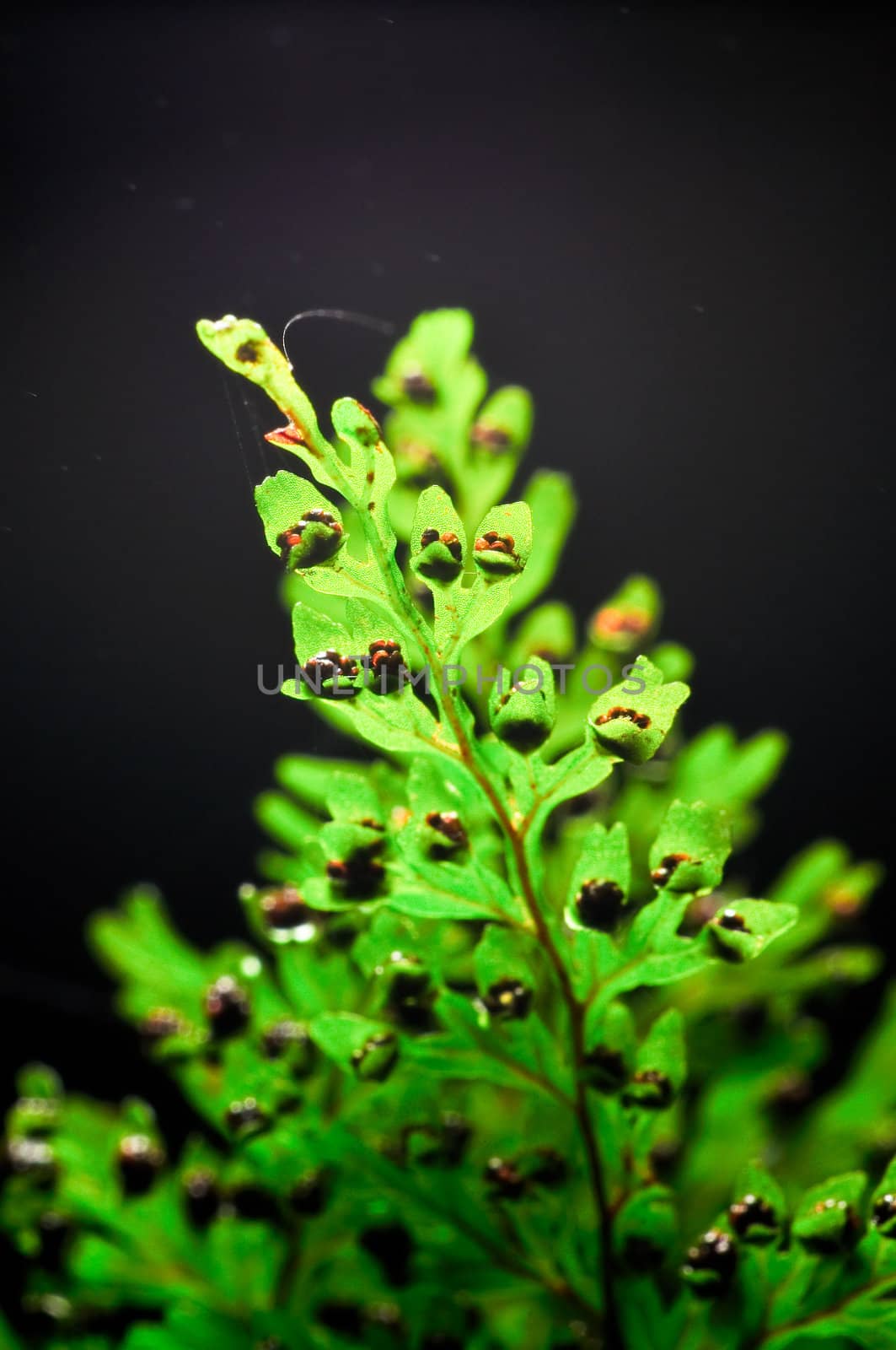 macro shot of fern leaves with spore