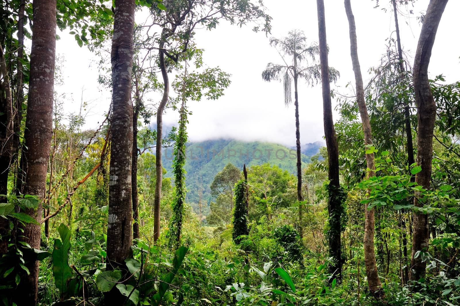 "poo soi dao" national park, thailand