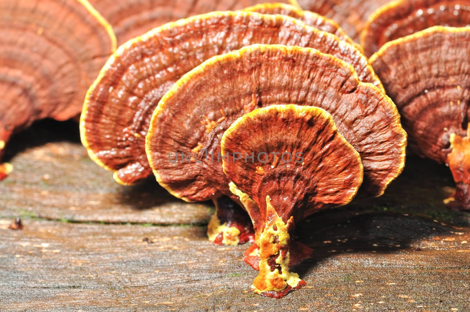 wild fan fungus