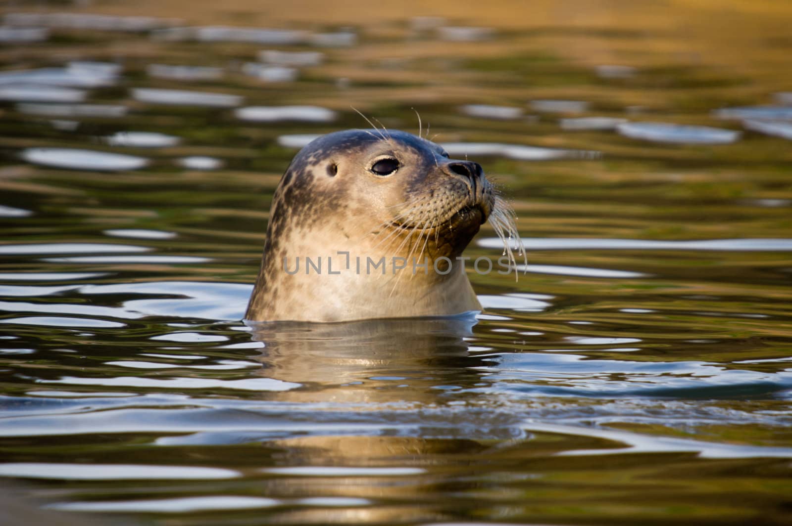 Rescued Harbour Seal (Phoca Vitulina) pup with head above water