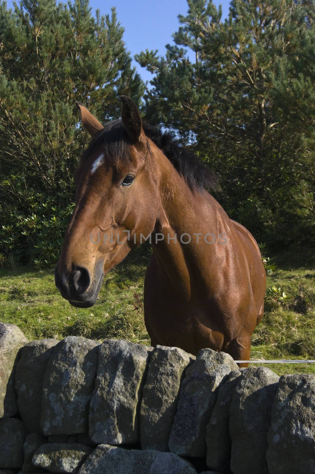 Close up of stallion in Peak District National Park 