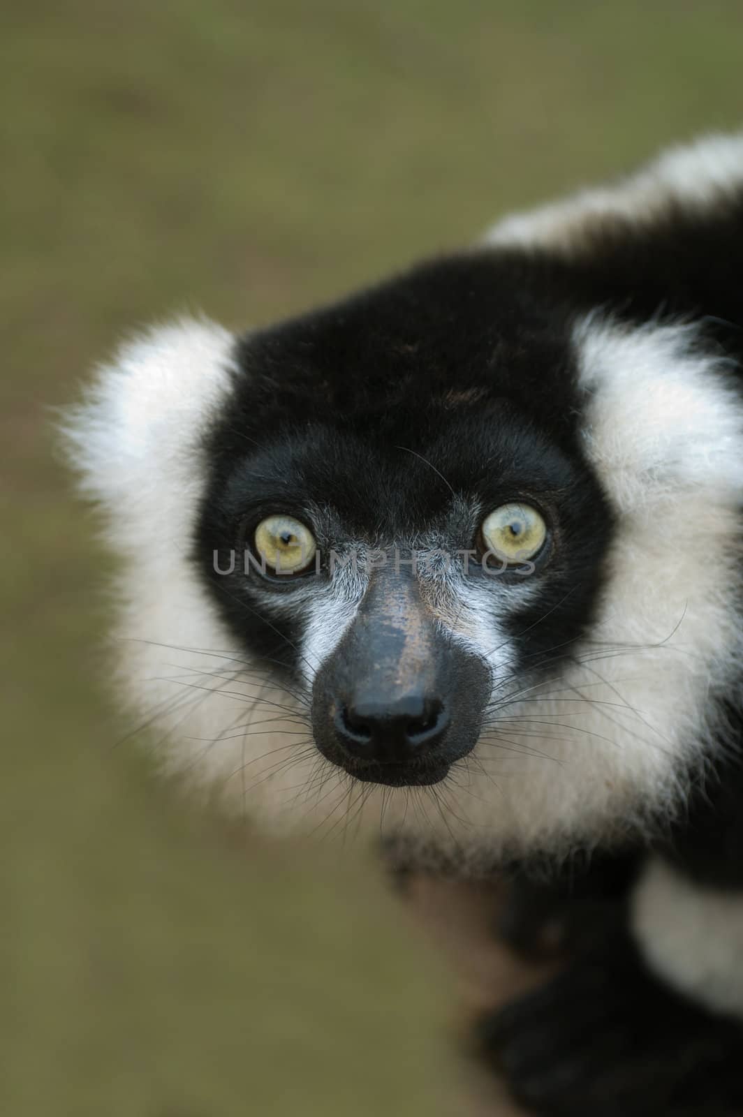 Black & white ruffed Lemur (Varecia varigata varigata) - portrait orientation