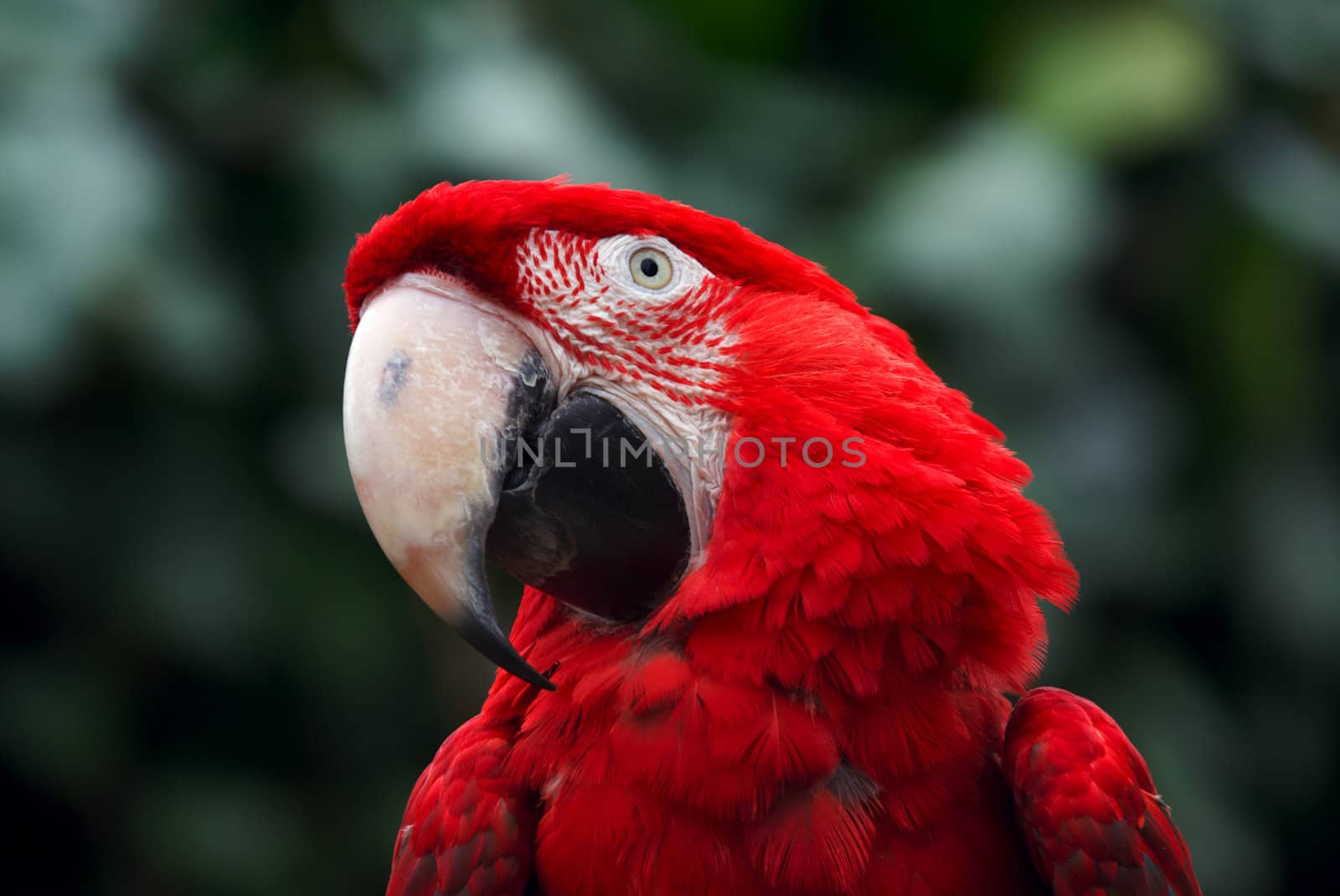 Hyacinth Macaw (Anodorhynchus hyacinthinus) - landscape orientation