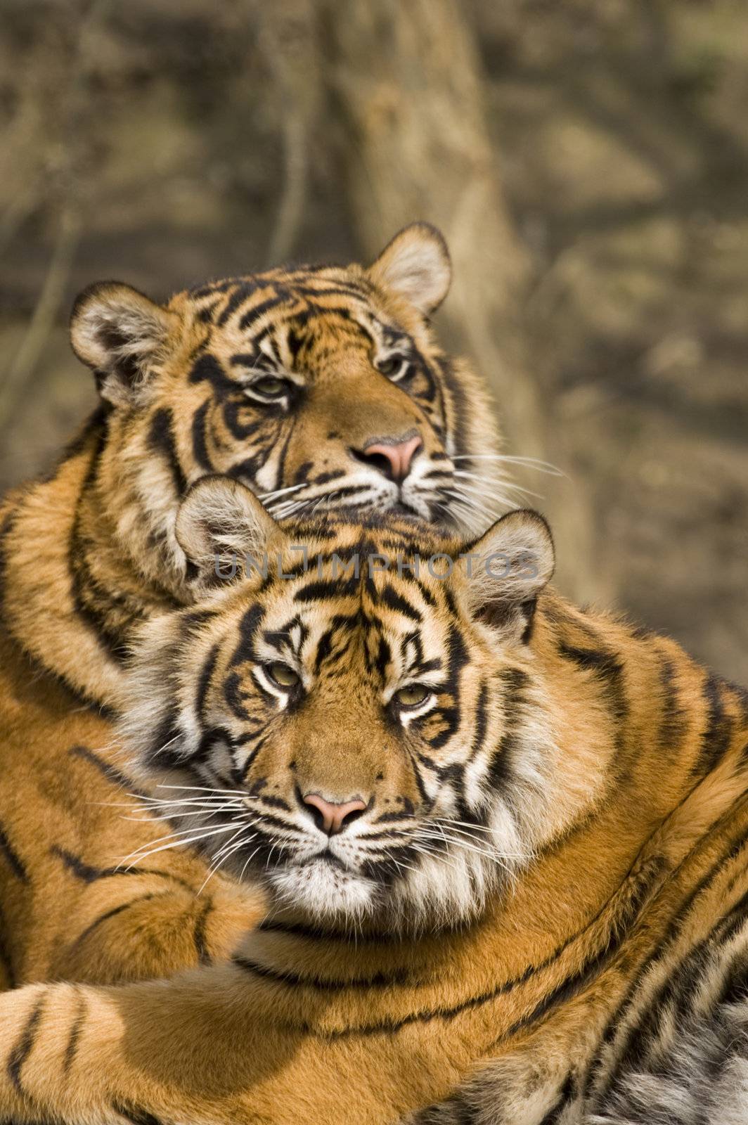 Closeup of Amur Tiger (Panthera tigris altaica)
