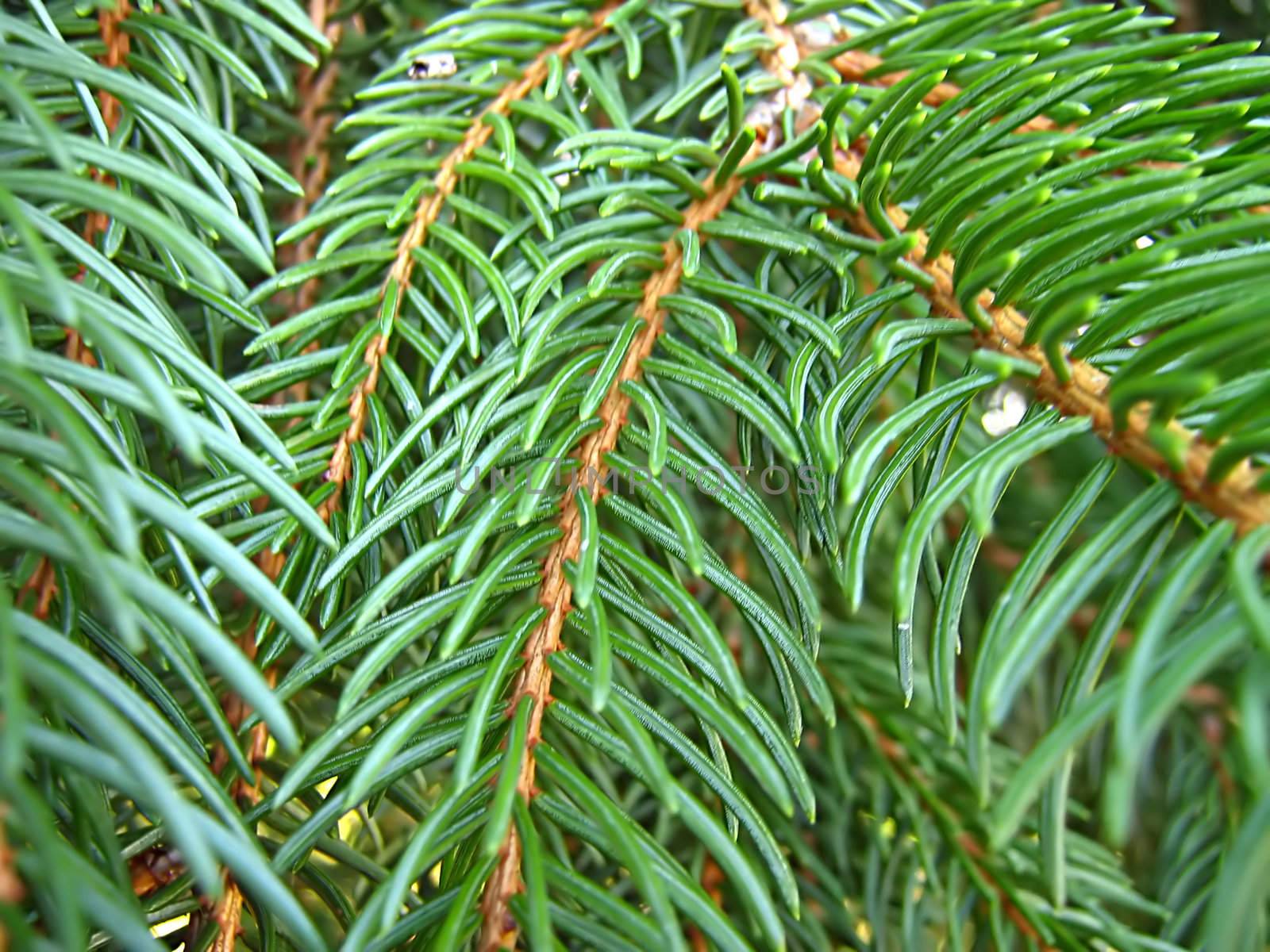 A photograph of a pine branch detailing its texture and color.