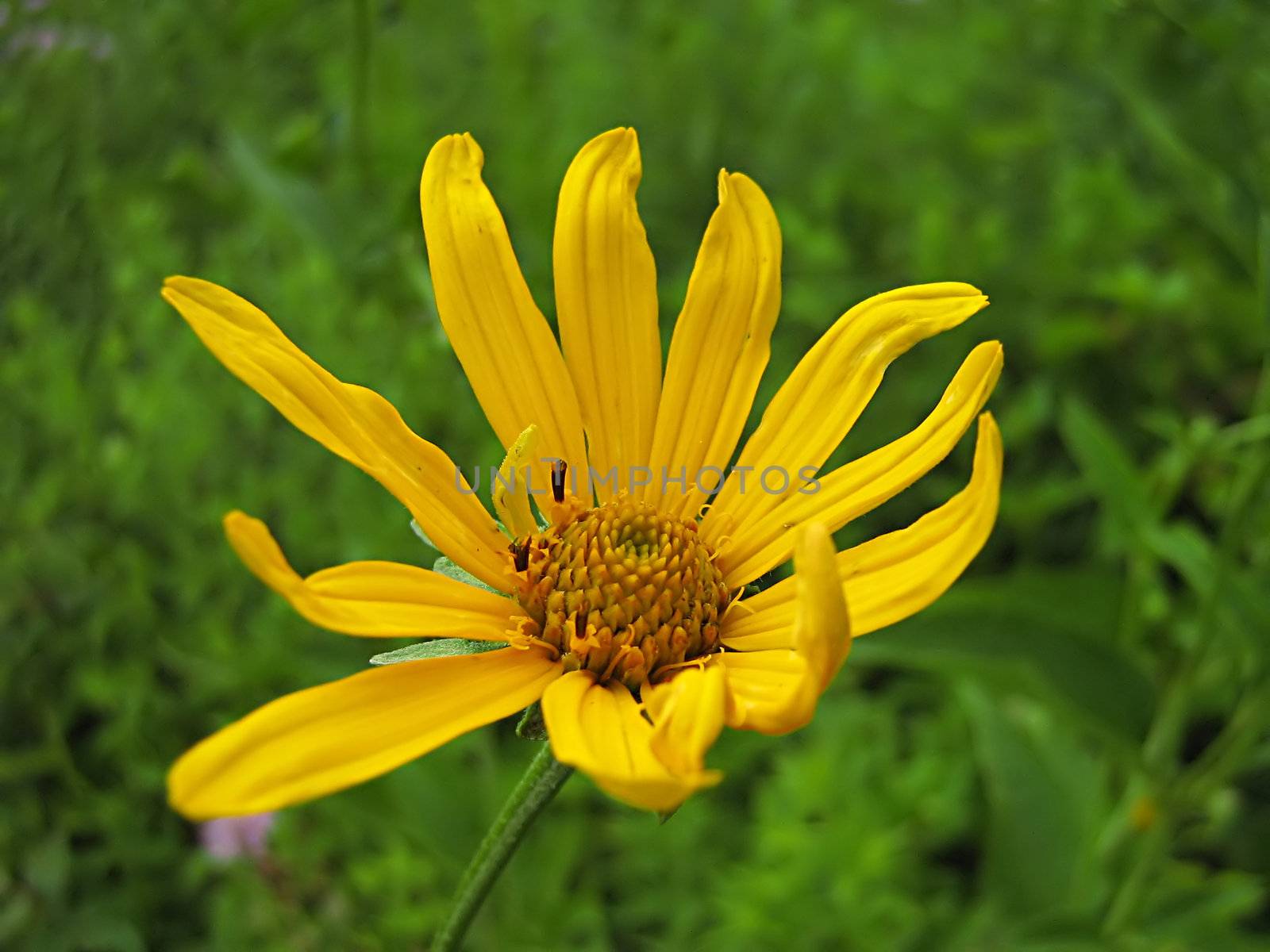 A photograph of a yellow flower in a field.