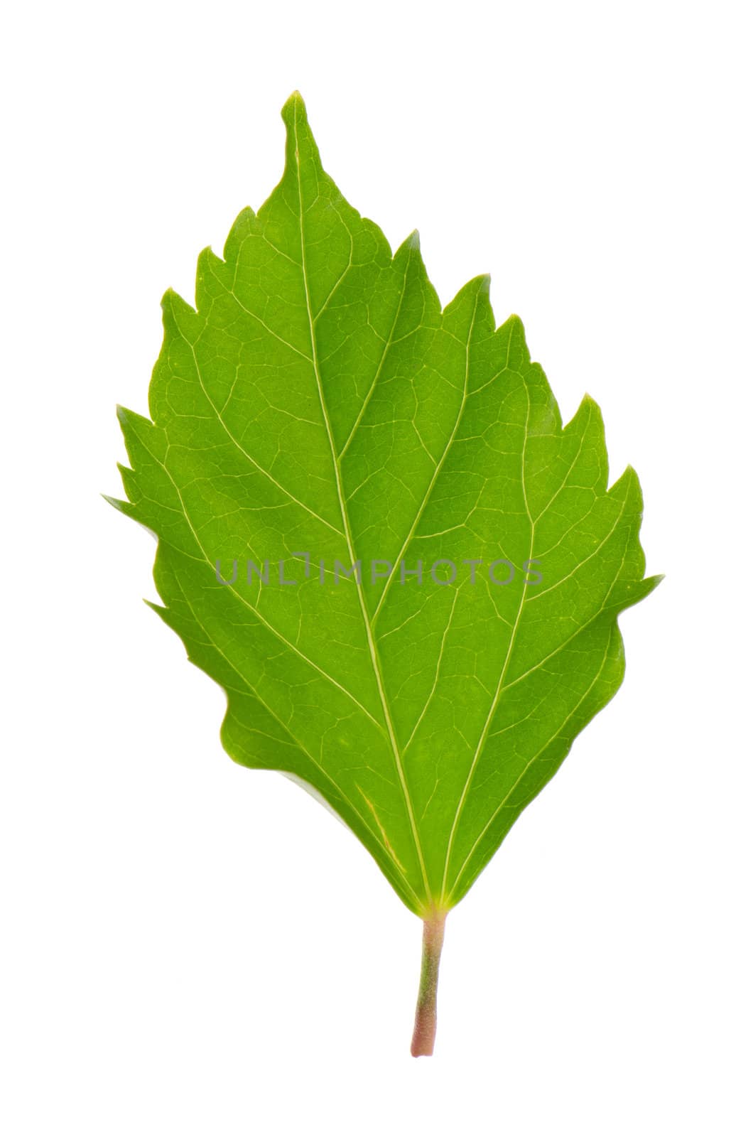 Hibiscus leaf isolated on white background.