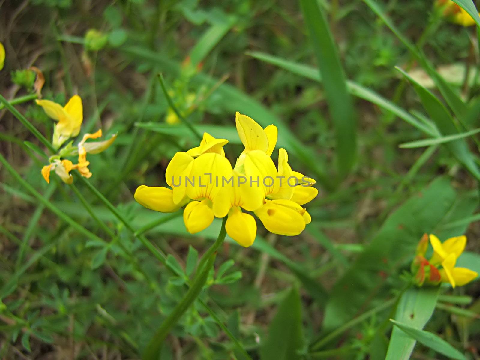 A photograph of a yellow flower in a field.