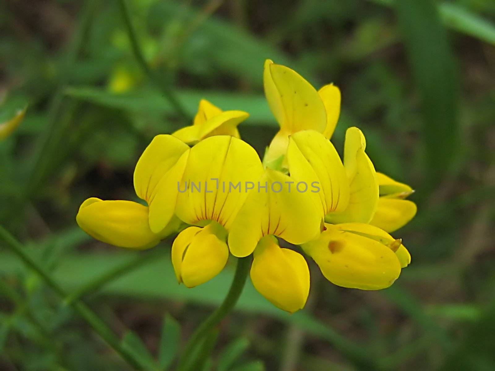 A photograph of a yellow flower in a field.