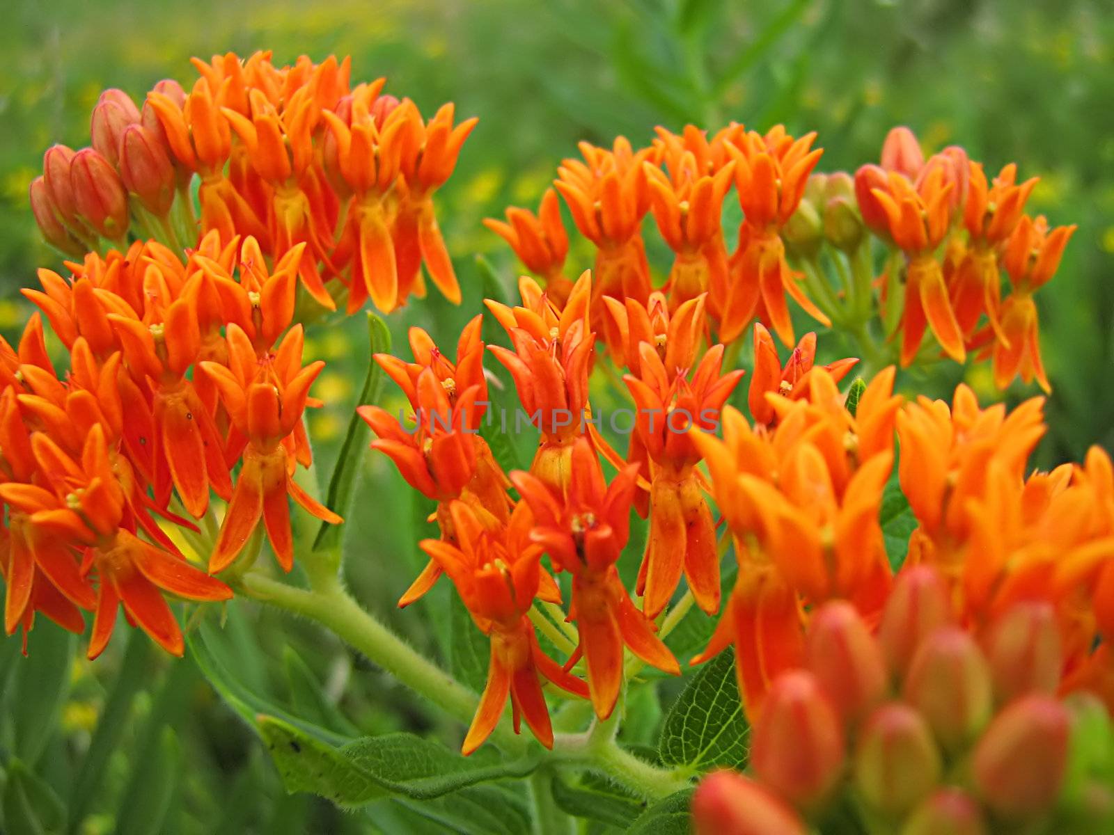 A photograph of an orange flower in a garden.