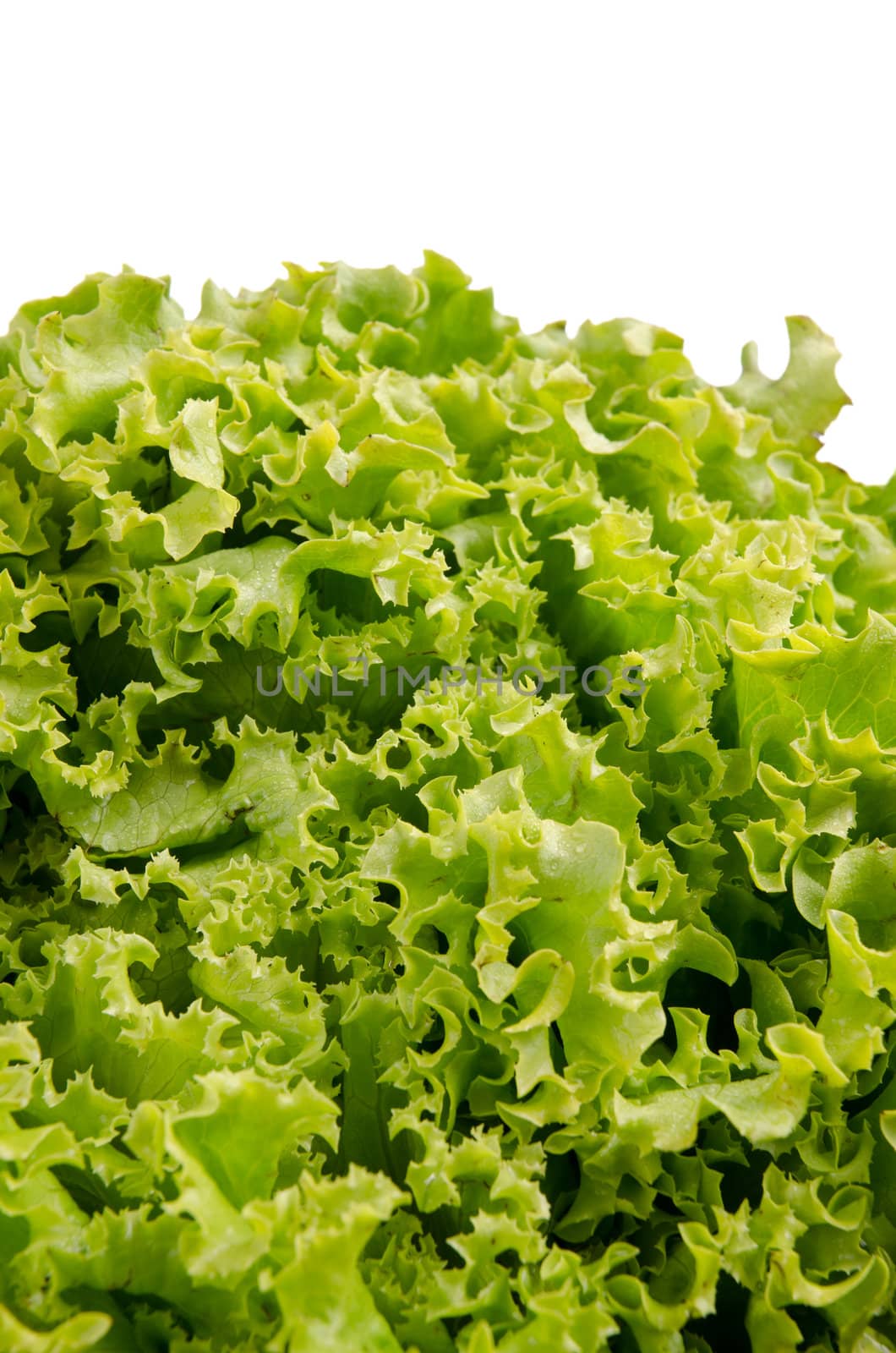 Lettuce salad leaves on a white background.