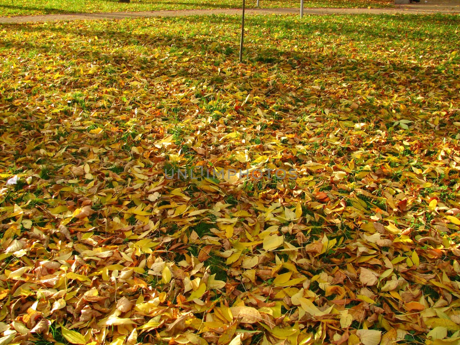 Autumn; flora, day, leaves; ecology; the yellow; gold, bright, foliage; beauty