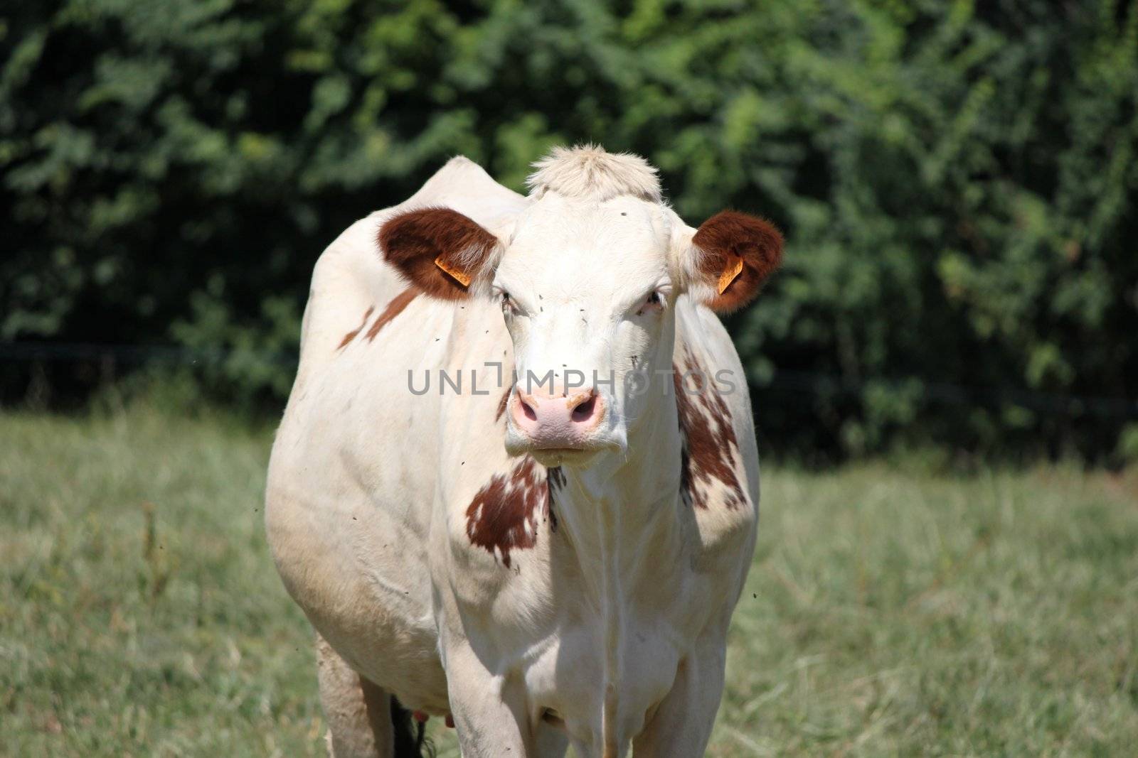 cow white and brown