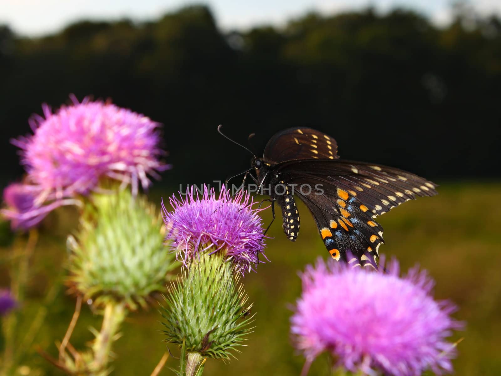 A Black Swallowtail (Papilio polyxenes) sits on a thistle at Shabbona Lake State Park in Illinois.
