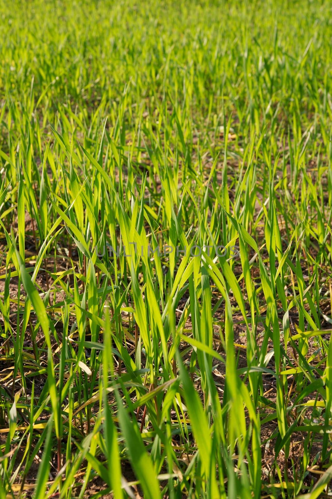 Closeup of a green agricultural field with fresh wheat plants