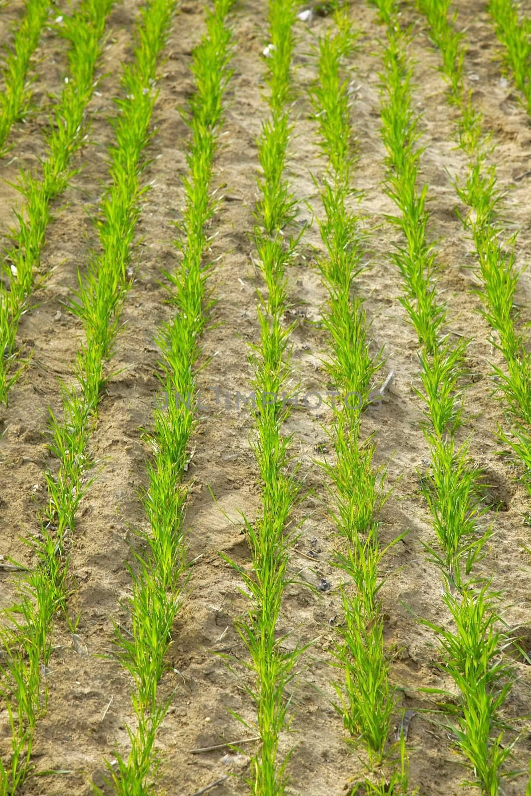 Rows of young plants on a field
