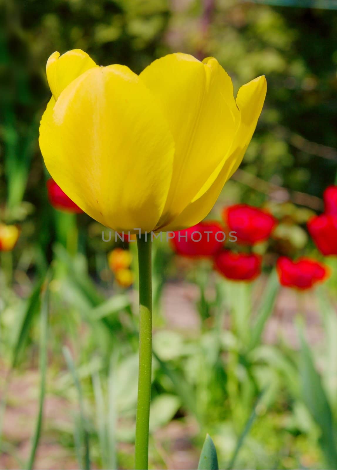 Closeup of a yellow tulip in a garden