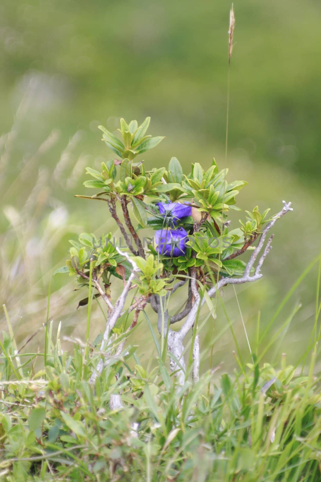 Bellflower und Alpenrose