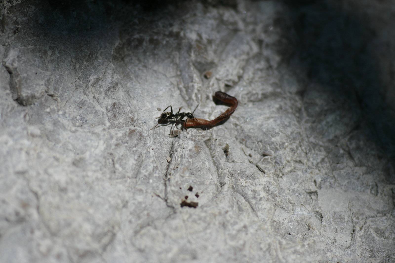 Ant carries a fir needle