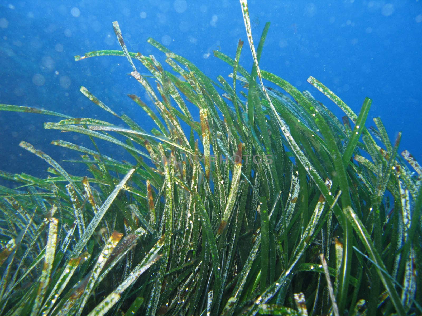 “Neptune Grass” known also as Posidonia Oceanica. Shot captured in the wild in Mediterranean Sea.