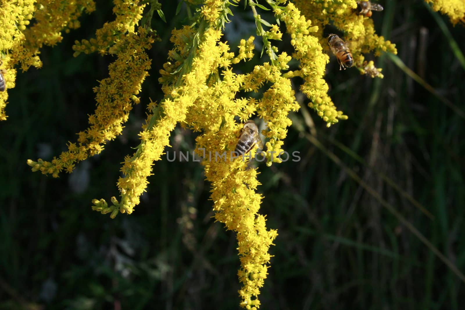 Some bees on the bloom of a Canada goldenrod when polling collecting