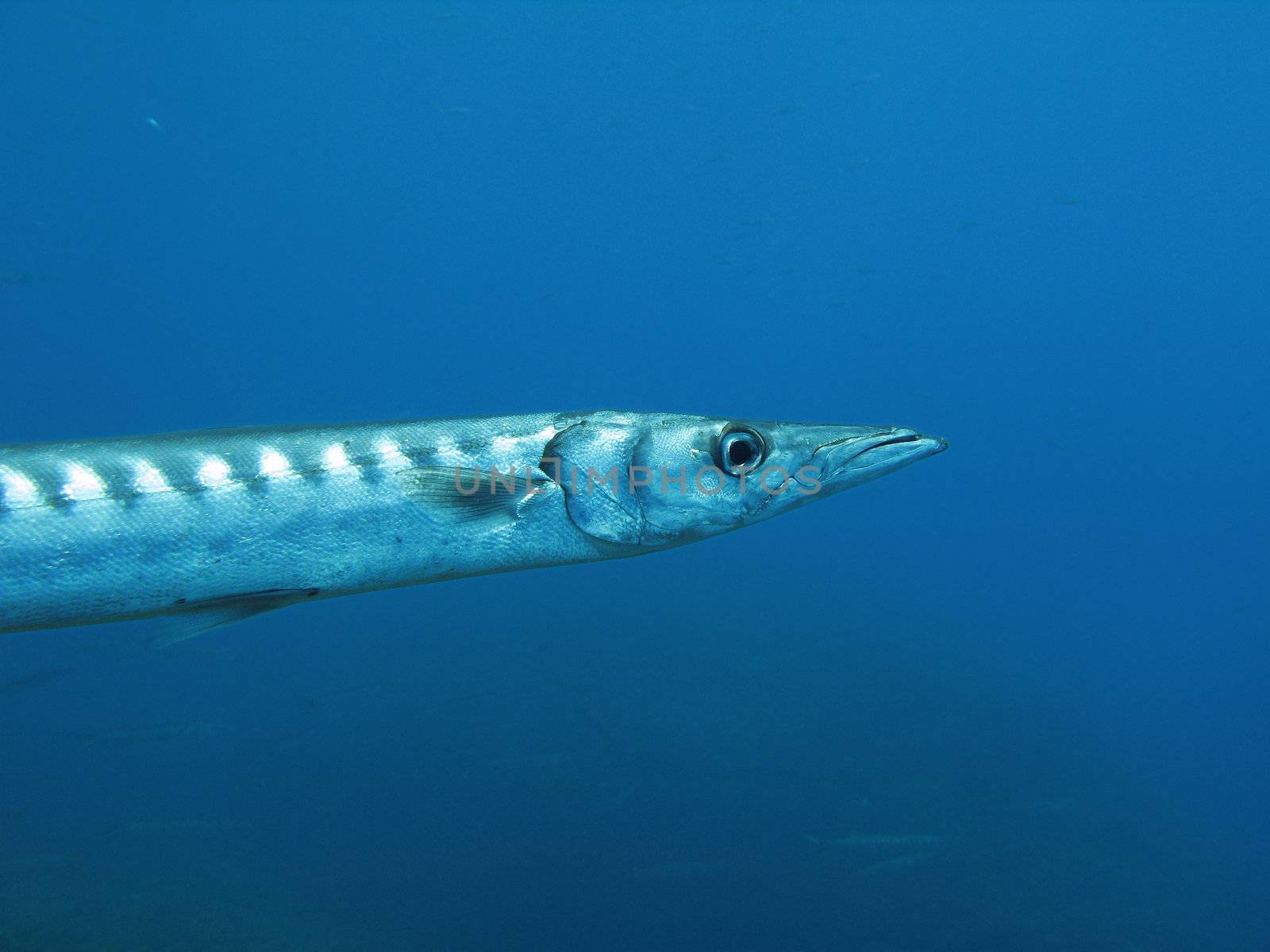 Barracuda fish. shothed in the wild.
