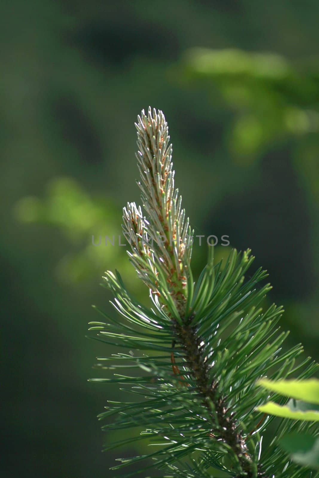 Sprout of a spruce branch by koep