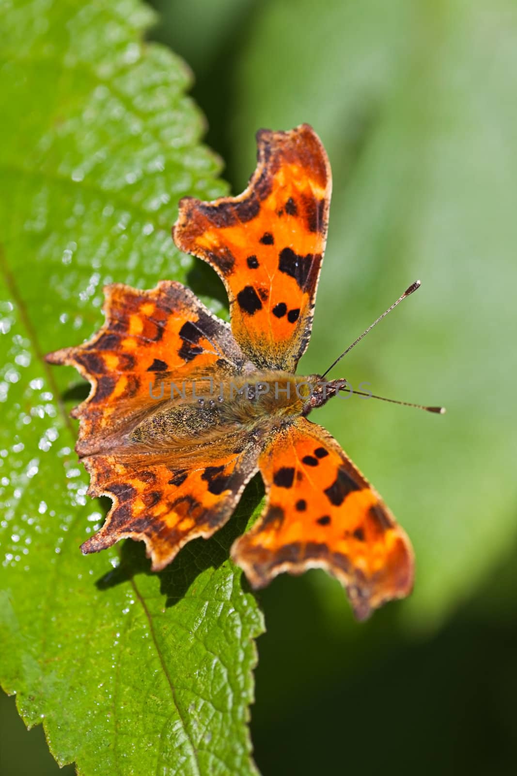 Comma butterfly resting on green leaf by Colette