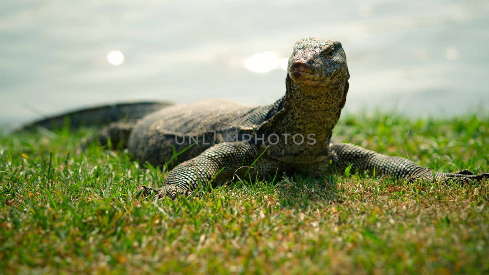 Large monitor lizard on the grass, close-up