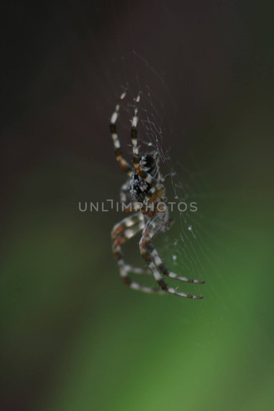 cross spider sits in its net