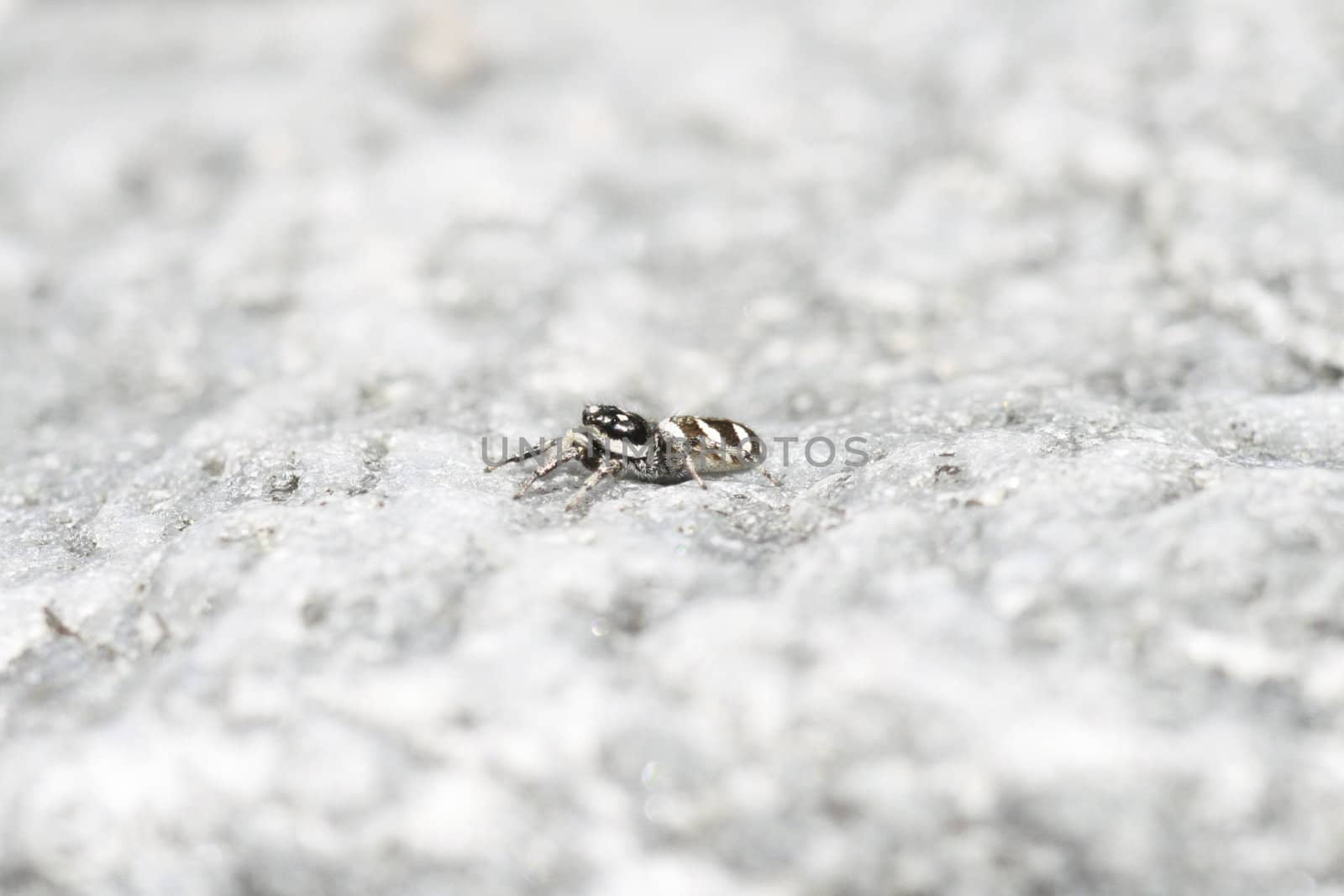 zebra spider by koep