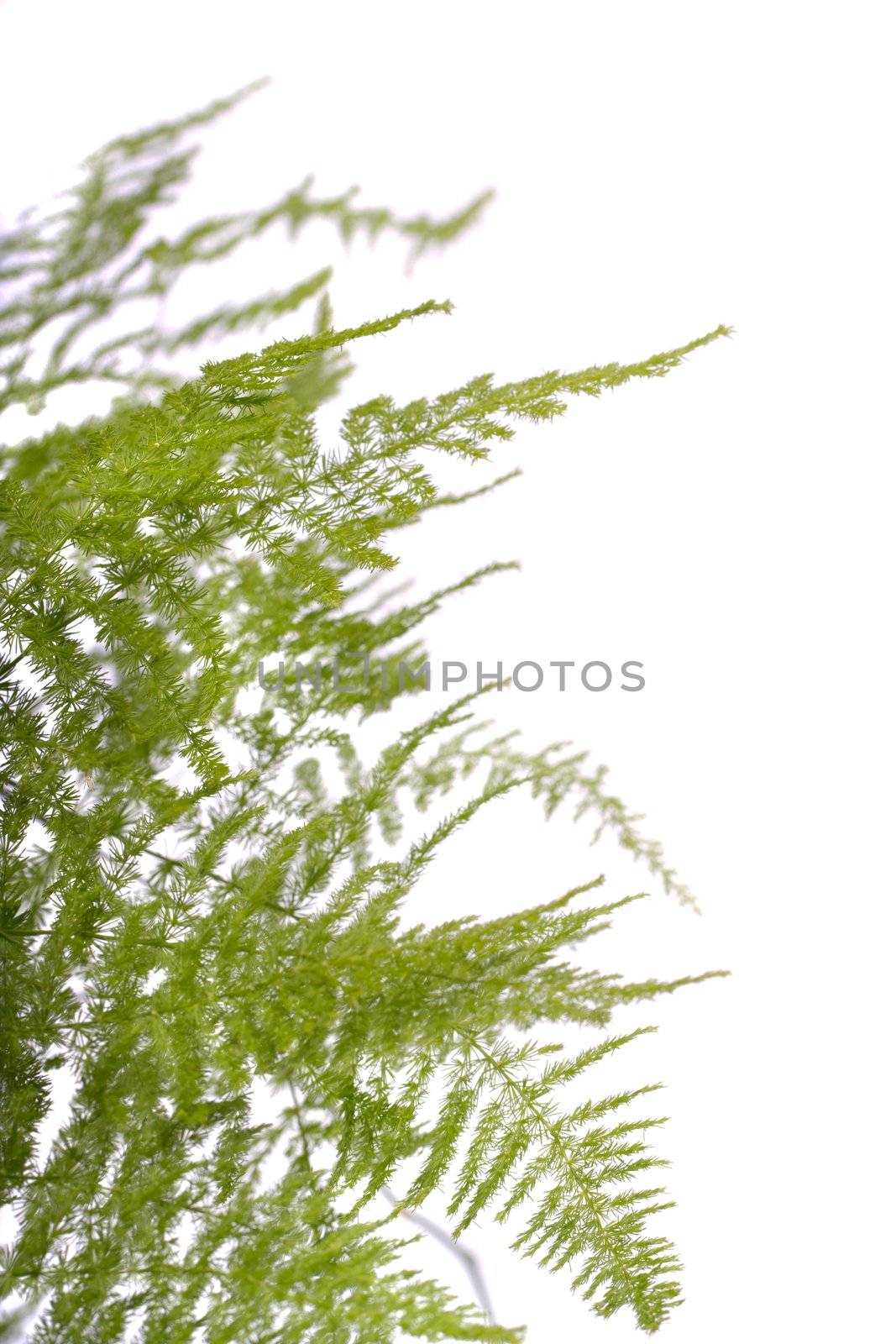 Close up view a fern asparagus garden plant isolated on a white background.