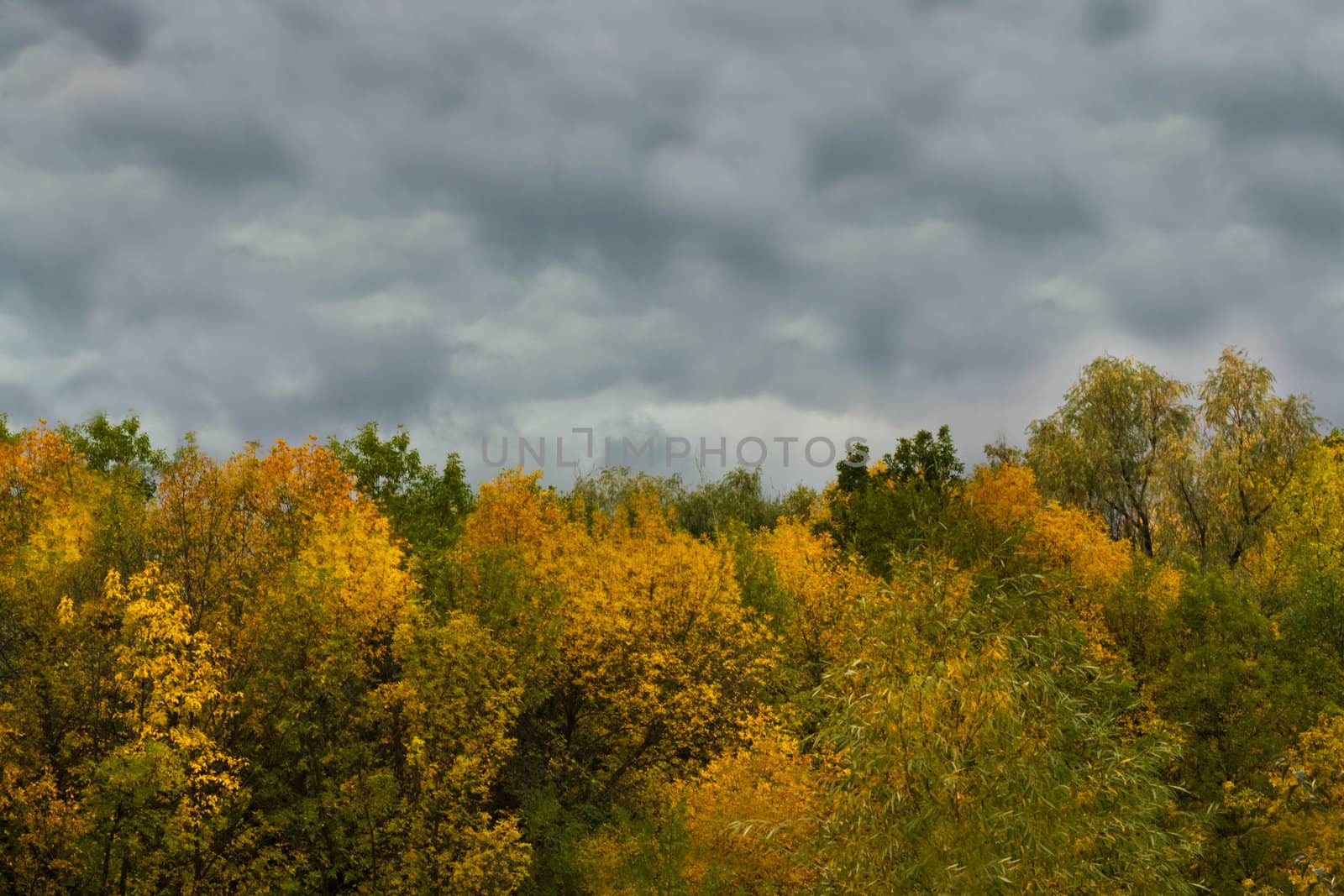 overcast sky above the autumn forest