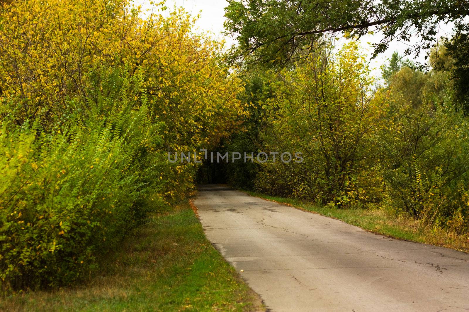 road through the woods by grigorenko