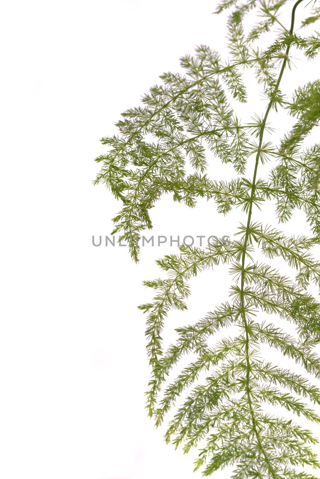 Close up view a fern asparagus garden plant isolated on a white background.