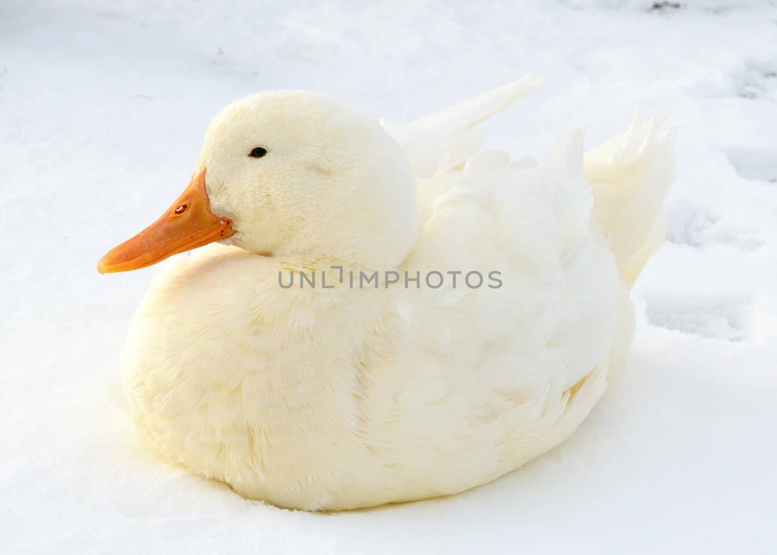 A White duck sitting in the snow.