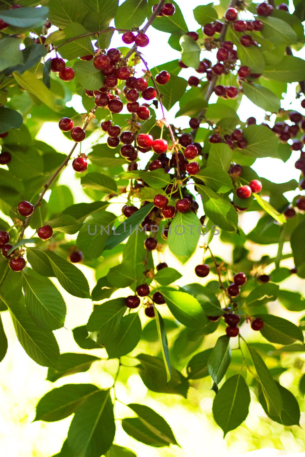 lots of ripe cherries on a branch