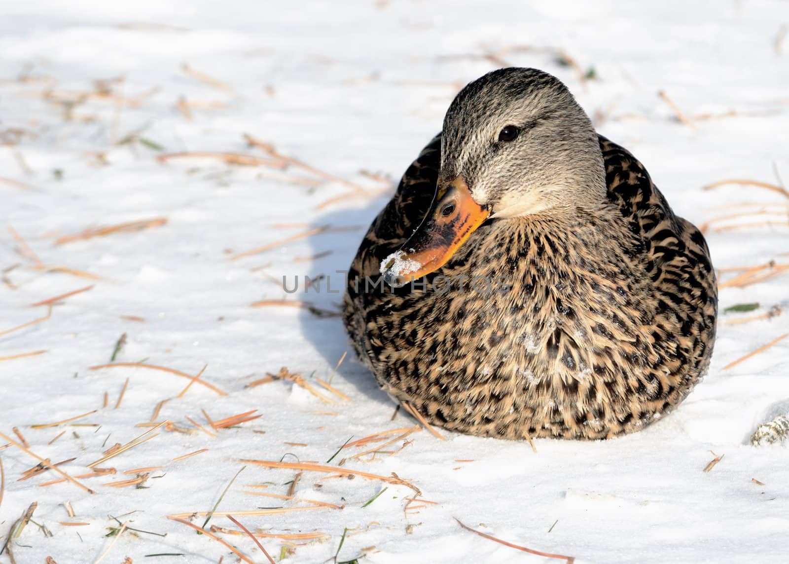 A female mallard duck sitting in the winter snow.