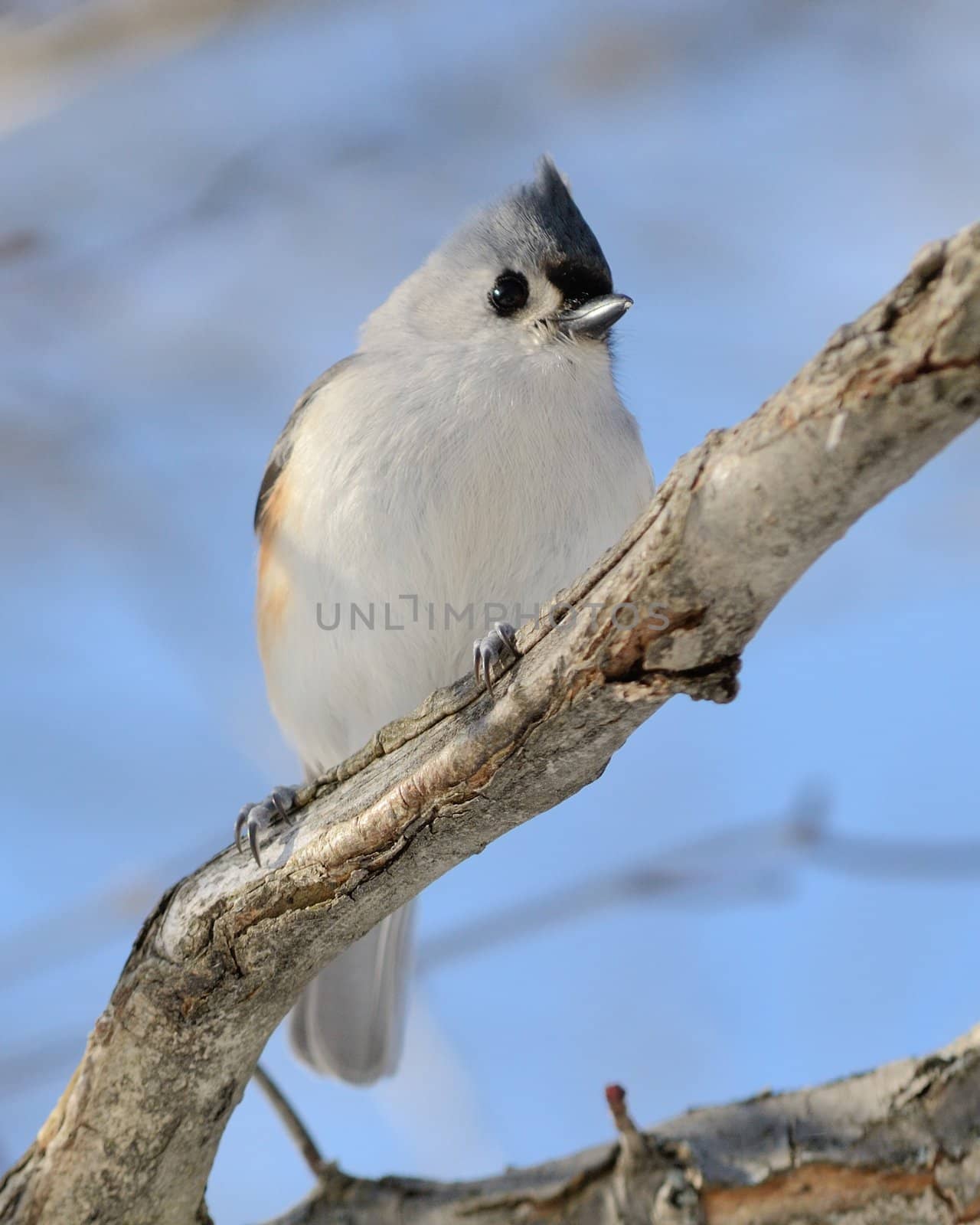 Tufted Titmouse by brm1949