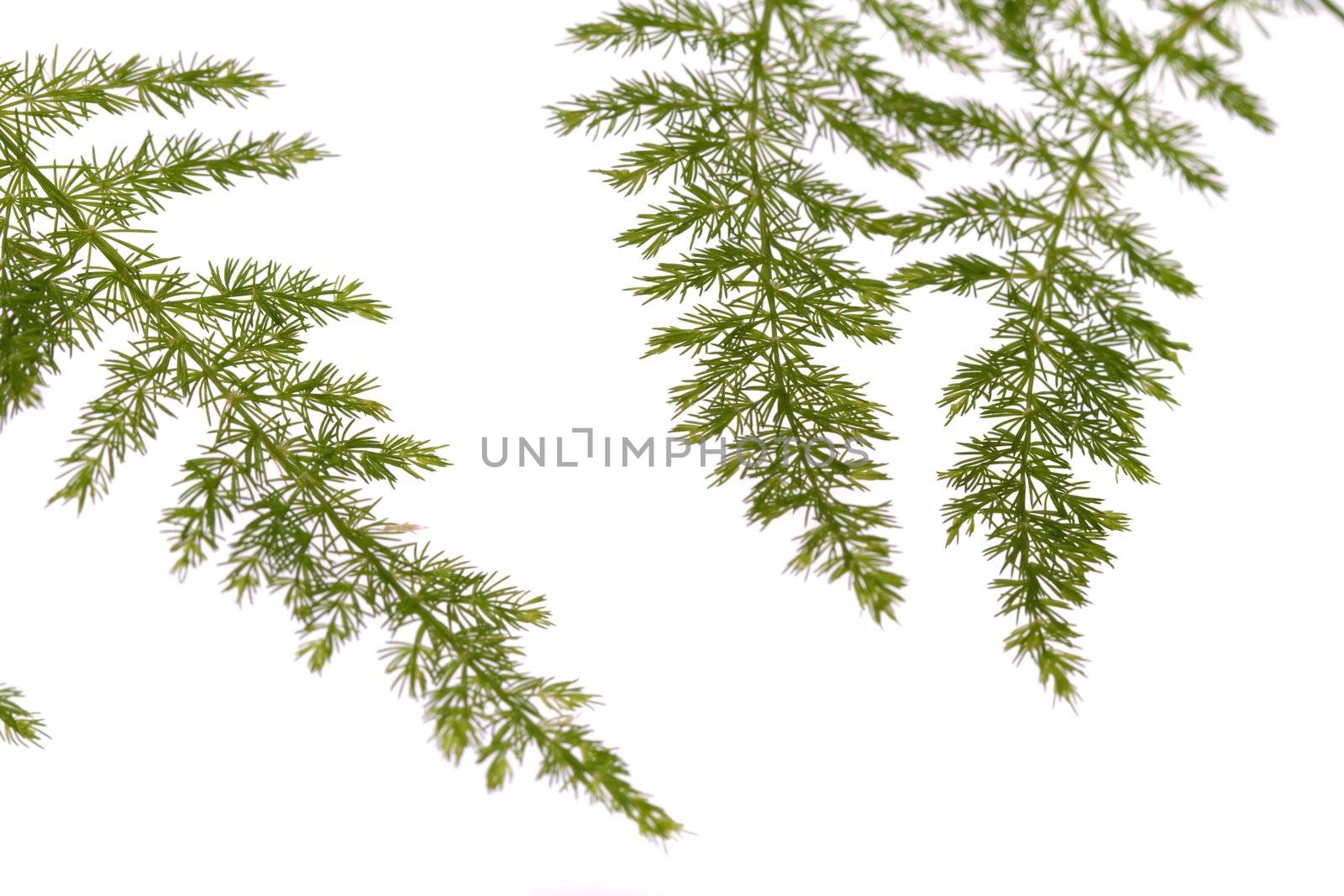 Close up view a fern asparagus garden plant isolated on a white background.