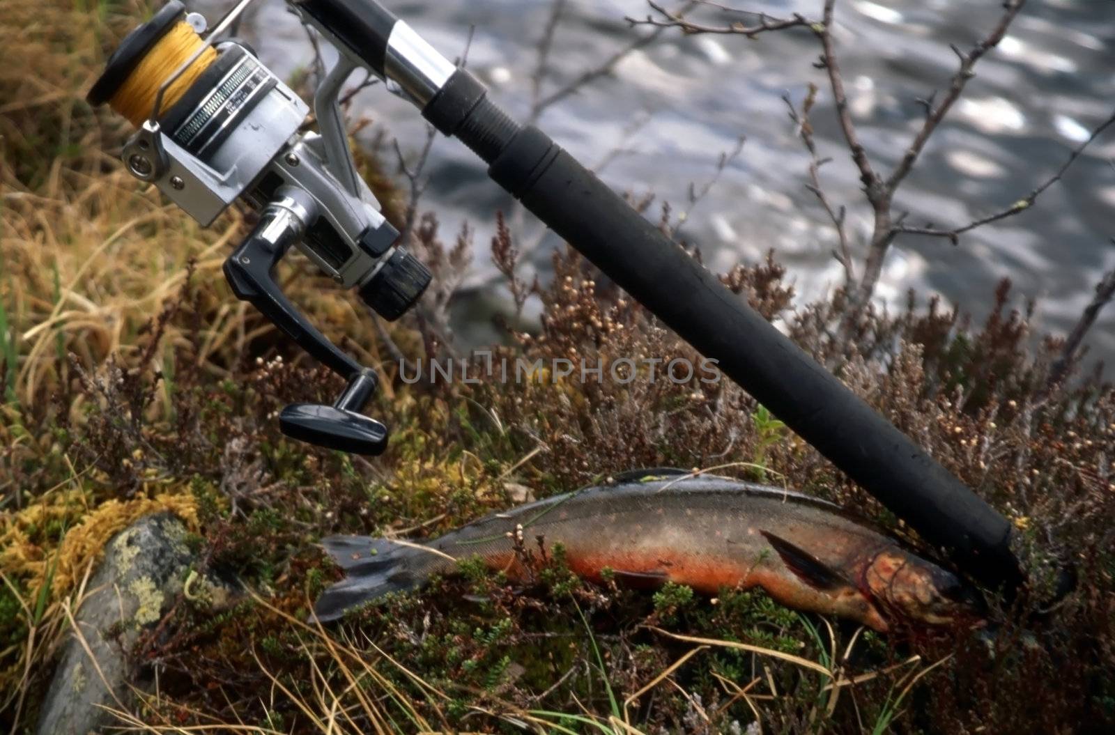 Fishing rod and one trout by the lake