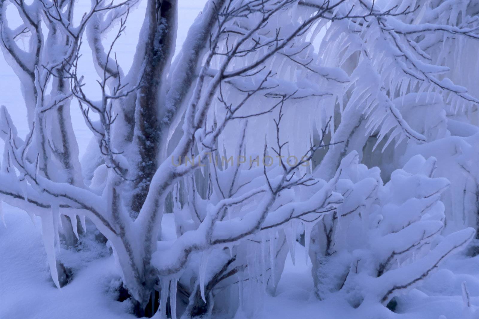 Frosen branch of tree in winter.Branch wirh snow and ice