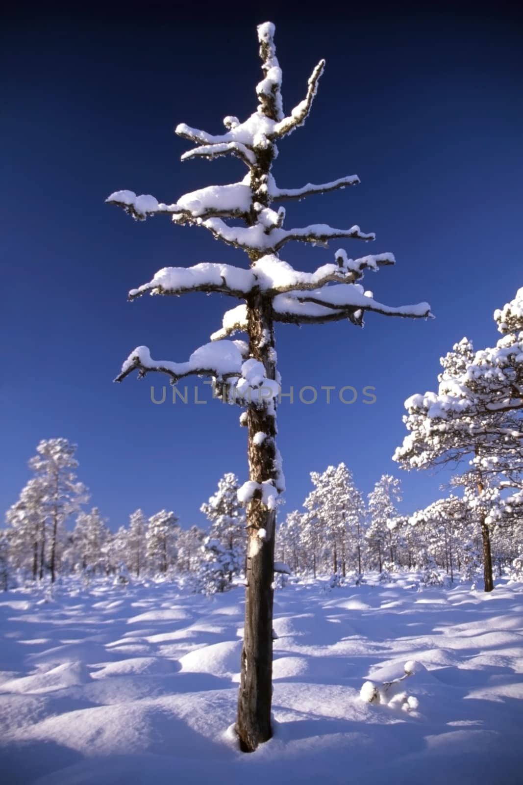Snowy trees in forest in sunny day with blue sky