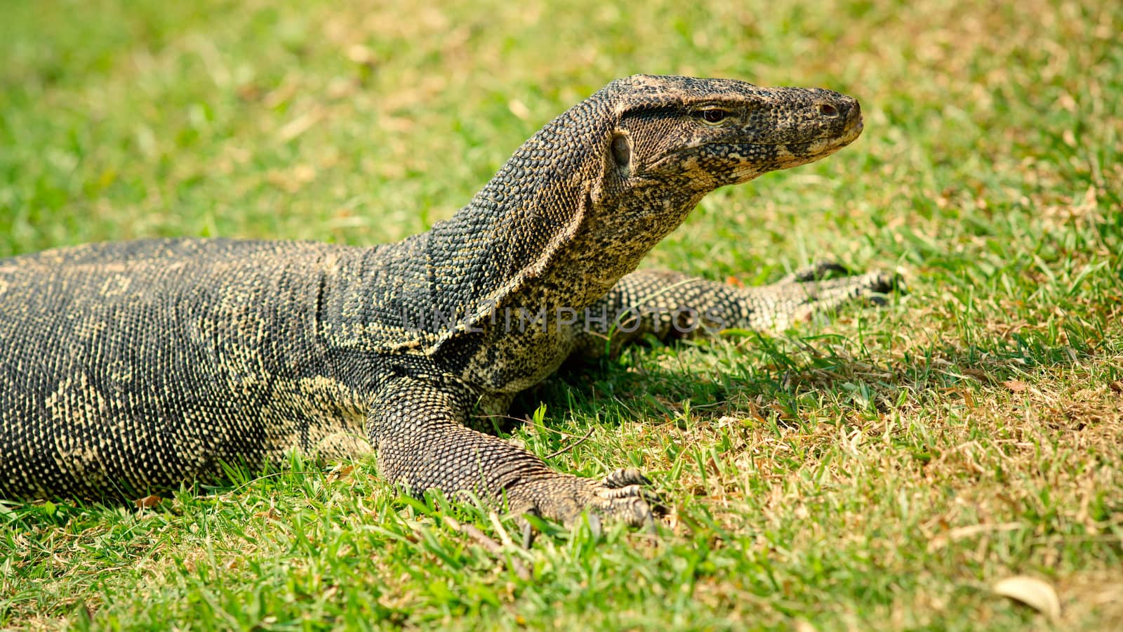 Large monitor lizard on the grass, close-up