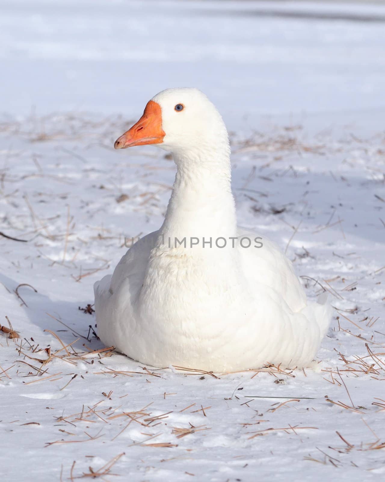White Goose by brm1949