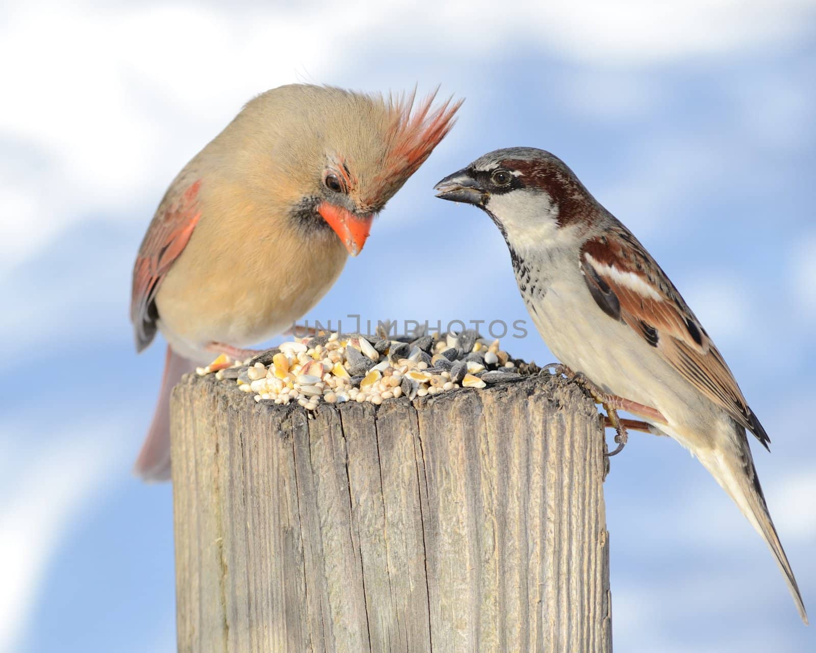 A female cardinal perched on a post eating bird seeds with a sparrow.